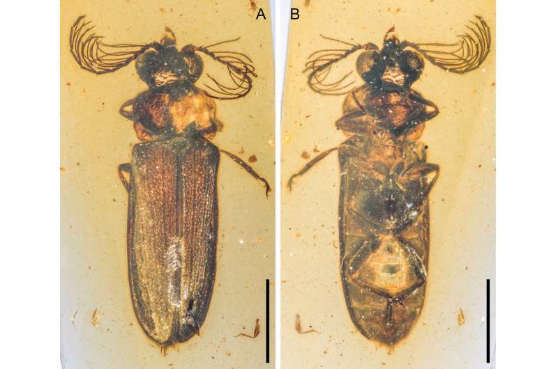 Cretophengodes azari, a fossil light-producing beetle from Cretaceous Burmese amber (~100 million years old). Credit: Chenyang Cai Amber-encased fossil shines light on evolution of bioluminescent insects