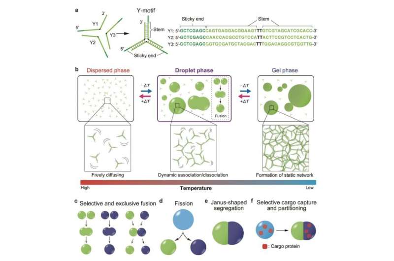 Designing DNA from scratch: Engineering the functions of micrometer-sized DNA droplets