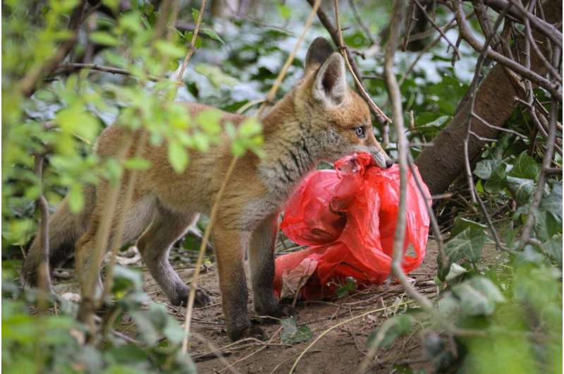 City fox with potential food. Credit: S. Kramer-Schadt, IZW Individual red foxes prefer different foods in the city and the countryside