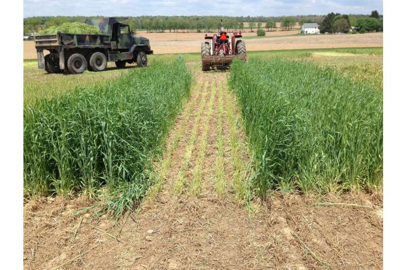 Allowing rye to grow 10 to 11 days longer in spring resulted in three- to four-fold greater rye biomass for forage, and two- to three-fold more manure nitrogen in the rye biomass that is removed in the forage. Credit: Penn State Manure application changes with winter crop can cut nitrogen loss, boost profits