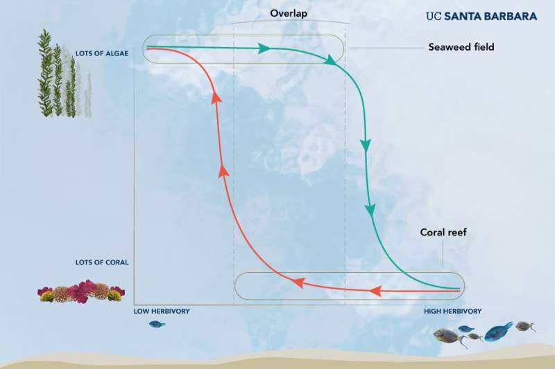 **Researchers show that tropical reefs can host coral or seaweed communities under the same conditions