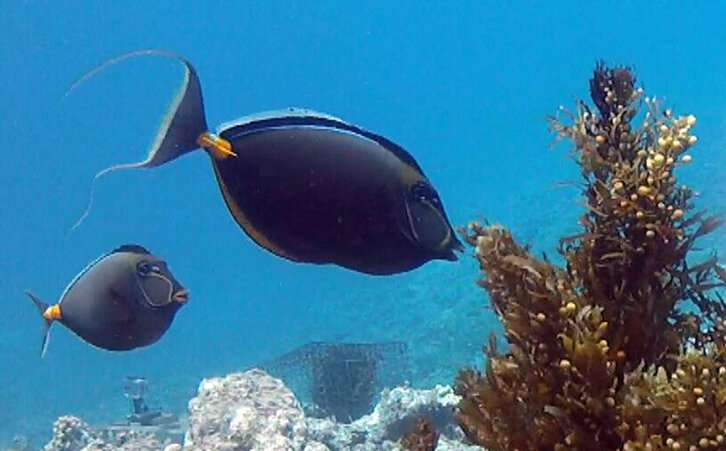 **Researchers show that tropical reefs can host coral or seaweed communities under the same conditions