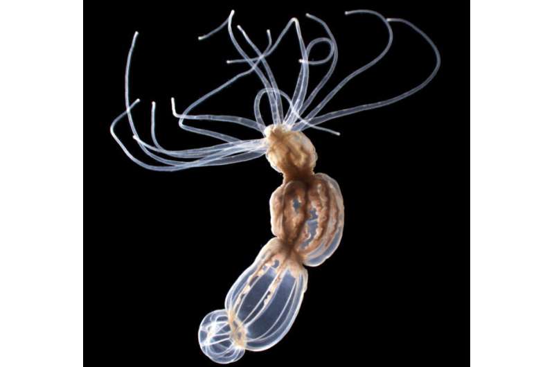The starlet sea anemone uses specialized stinging cells to detect changes in its environment and fire a toxic barb to pierce and envenomate prey. The stinging cells in the tentacles use a unique ion channel to trigger stinging in response to prey. Credit: Christophe Dupre and Keiko Weir Scientists discover how jellyfish know when to sting