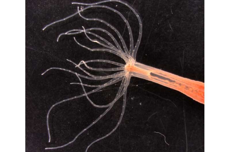 The starlet sea anemone uses specialized stinging cells to detect changes in its environment and fire a toxic barb to pierce and envenomate prey. The stinging cells in the tentacles use a unique ion channel to trigger stinging in response to prey. Credit: Christophe Dupre and Keiko Weir Scientists discover how jellyfish know when to sting