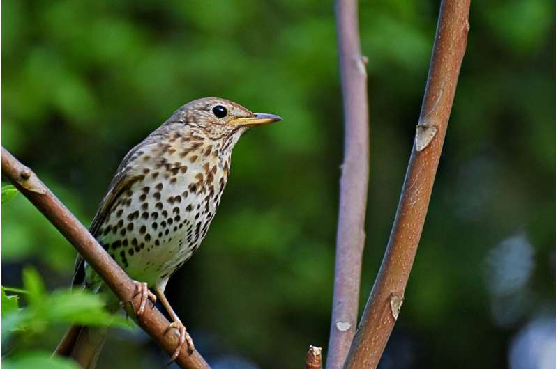 A tale of two seasons: climate drives winter migration in birds but not the return to breeding sites