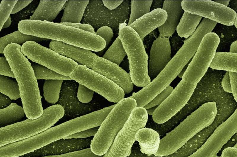 Credit: CC0 Public Domain bacteria