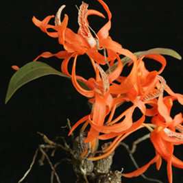 Researchers shine a spotlight on illegal wild orchid trade