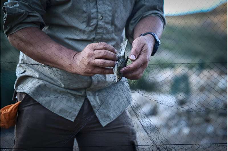A Garden Wabler is removed from a mist net near an Antikythera Bird Observatory station. A Garden Wabler is removed from a mist net near an Antikythera Bird Observatory station