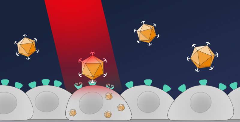 In their new method, the Freiburg researchers introduce the genetic information with an optical remote control. As a result, only cells that are illuminated with red light take up the desired genes. Credit: Michal Roessler A remote control for gene transfer
