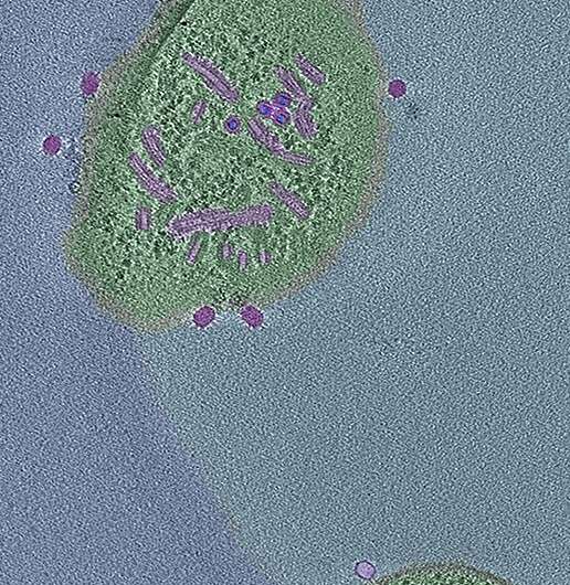 Bacteriophages are really small, only 50 nanometers. That is 5 x 10-5 millimeters. In the lab, the presence of phages is merely noticeable as bacteria dying. With an electron microscope, it is possible to see phages. Ongenae did this in collaboration with NeCEN, under the supervision of professor Ariane Briegel. In this short movie of Ongenae, the bacteria B. subtilis has some leftover cell wall on its membrane, to which the phages are attached. Credit: Leiden University A unique defence: Bacteria lose cell wall in the presence of virus