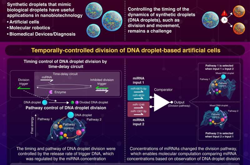 Achieving precise timing for DNA droplet division: A step towards artificial cells