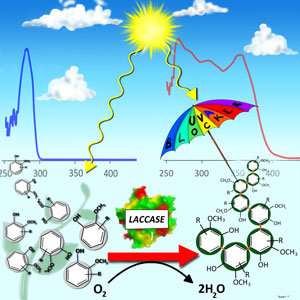 Adapted polymer offers plant-based protection from the sun’s harmful rays