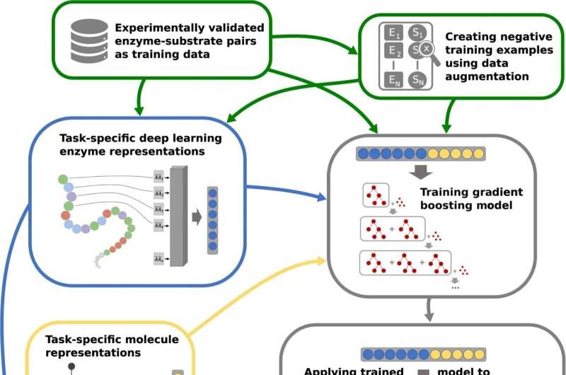 AI predicts the function of enzymes