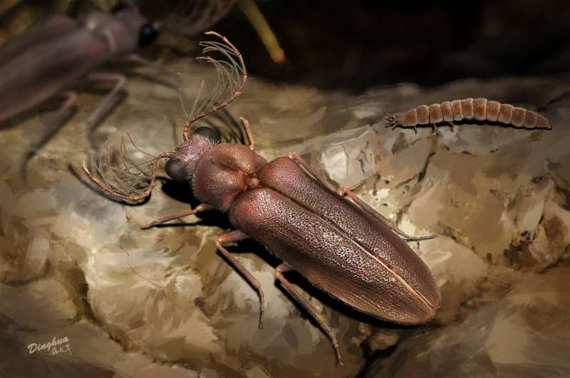 Artistic reconstruction of Cretophengodes azari male and female in the undergrowth of a Cretaceous rainforest. Credit: Dinghua Yang Amber-encased fossil shines light on evolution of bioluminescent insects