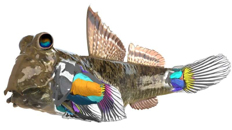 A 3D image showing some of the detailed findings of the anatomical structures overlaid on a mudskipper's body. Credit: Pavel Puchenkov, Fabienne Ziadi-Künzli/OIST, created with Blender (online community), http://www.blender.org Anatomical study of the mudskipper reveals their adaptations to walking on land