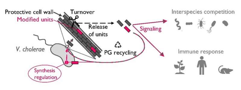 A new brick in the wall: Bacterial cell wall intermediate found