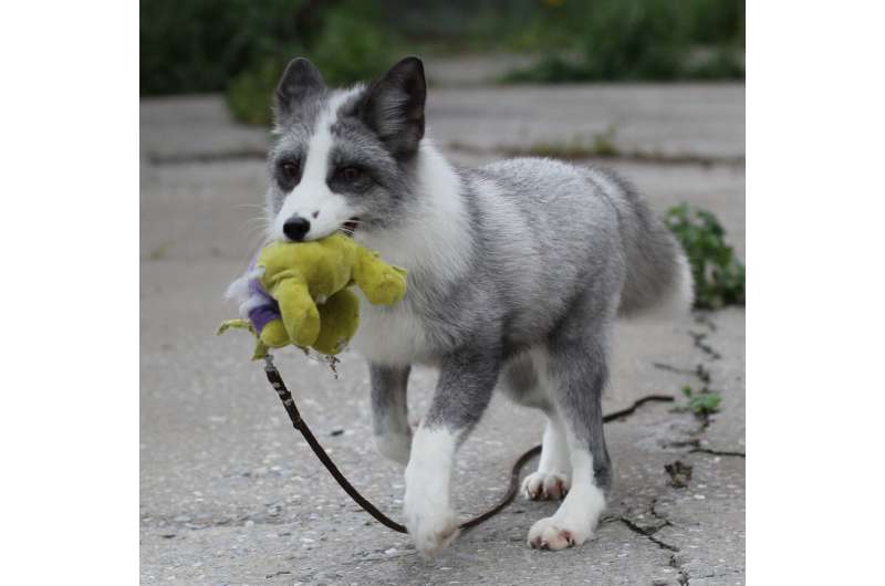 A fox from the Russian fox-farm experiment. Credit: Jennifer Johnson, Darya Shepeleva, and Anna Kukekova. Breeding foxes for opposite behaviors produces similar brain changes