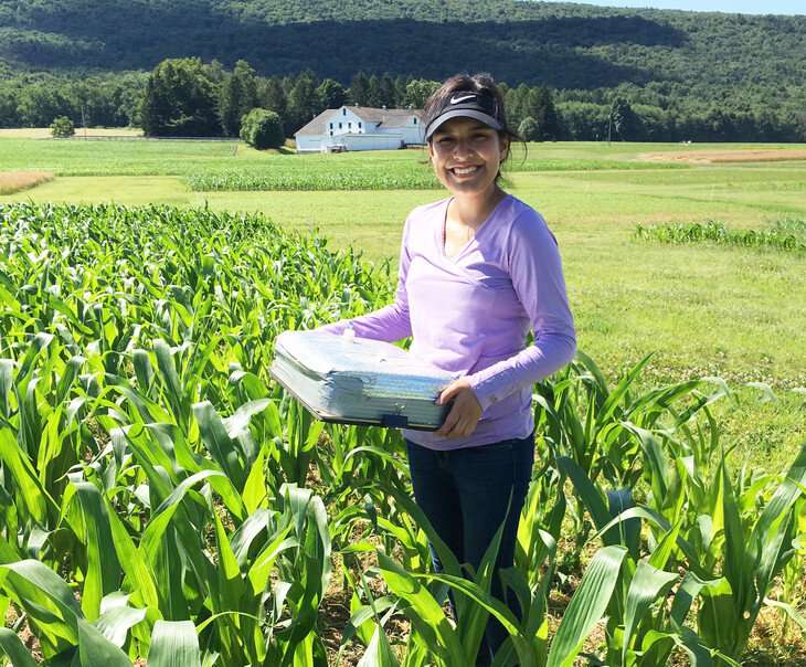 Lead researcher Maria Ponce de Leon, a former graduate student in plant science, carries a nitrous oxide emissions chamber into a corn field at Penn State’s Russell E. Larson Agricultural Research Center to measure the amount of the potent greenhouse gas given off by the crop. Credit: Heather Karsten Climate-smart ag strategies may cut nitrous oxide emissions from corn production