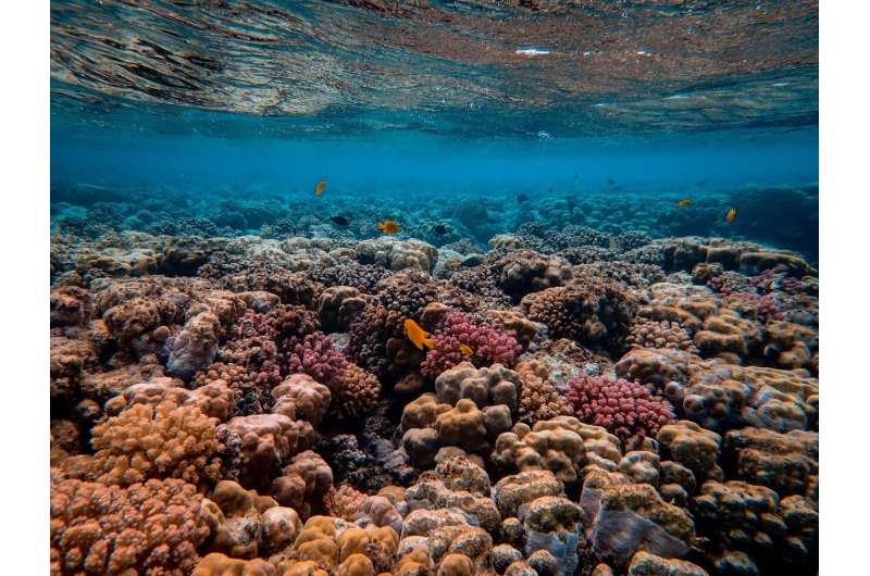 coral reef