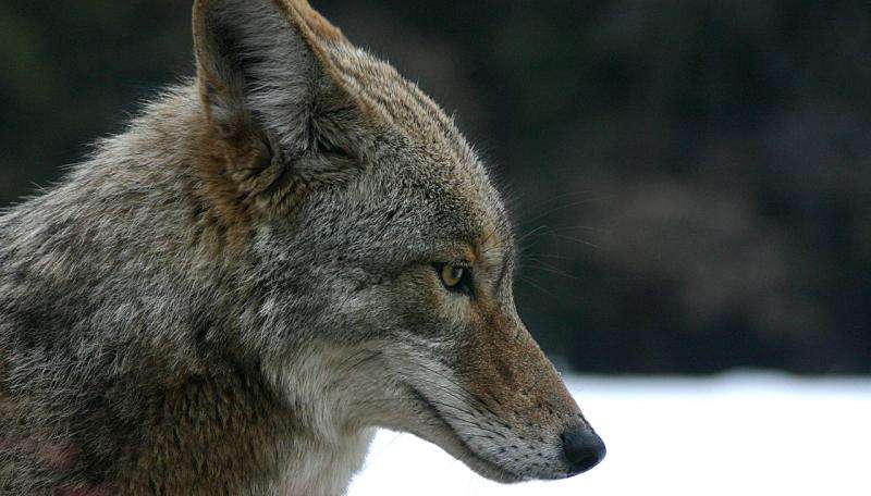 A coyote in Yosemite National Park, California, USA. Credit: Christopher Bruno/Wikipeida coyote