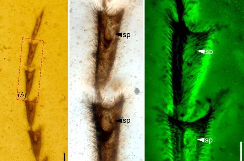Cretaceous fireflies reveal early evolution of insect bioluminescence