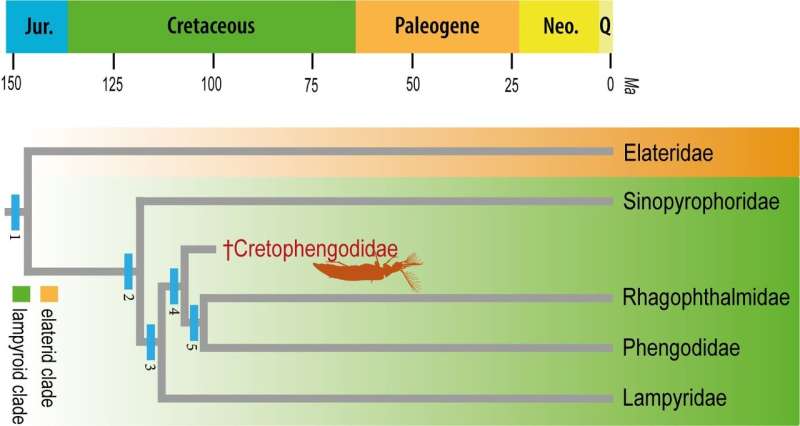 Systematic position of Cretophengodes azari. Credit: NIGPAS Cretaceous amber fossil sheds light on bioluminescence in beetles