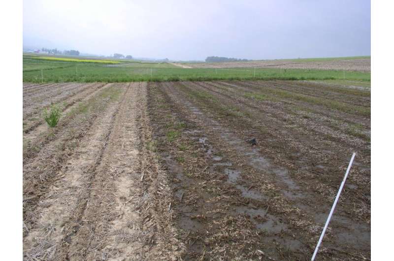 The difference between a field treated with injected liquid manure (left) and broadcasted manure is obvious in this comparison photo. Injecting manure reduces ammonia volatilization and soluble phosphorus runoff from crop fields. Credit: Robert Meinen, Penn State Dairy farmers can adapt to climate change