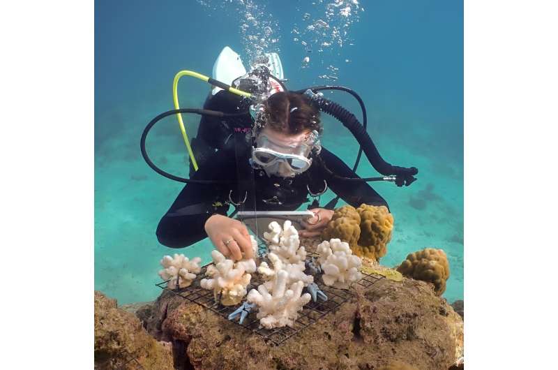Co-author Emalia Partlow measures how much dead coral skeletons protected algae from grazing herbivores. Credit: Kai Kopecky Dead coral skeletons hinder reef regeneration by sheltering seaweed