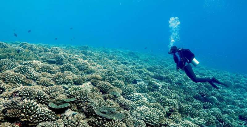 The structural complexity of a healthy coral reef provides habitat for a diversity of lifeforms. Credit: Andrew Thurber Dead coral skeletons hinder reef regeneration by sheltering seaweed