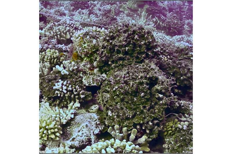 Seaweed can quickly take over a reef after a disturbance. Credit: Kai Kopecky et al. Dead coral skeletons hinder reef regeneration by sheltering seaweed