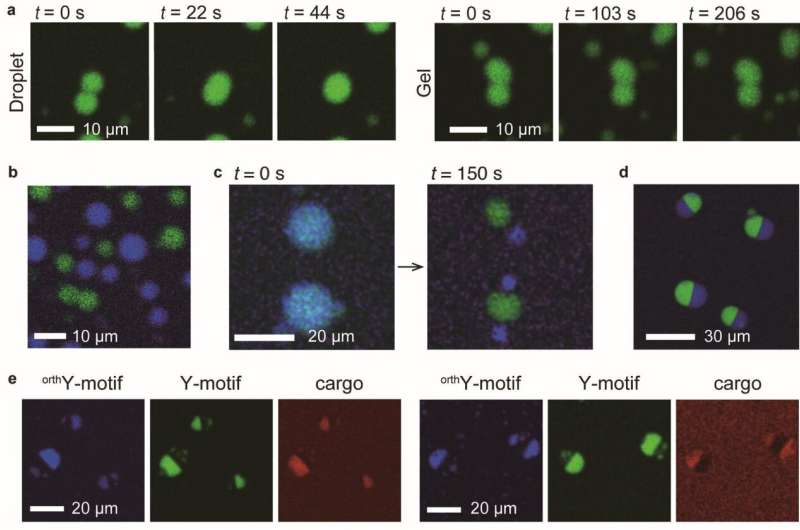 Designing DNA from scratch: Engineering the functions of micrometer-sized DNA droplets