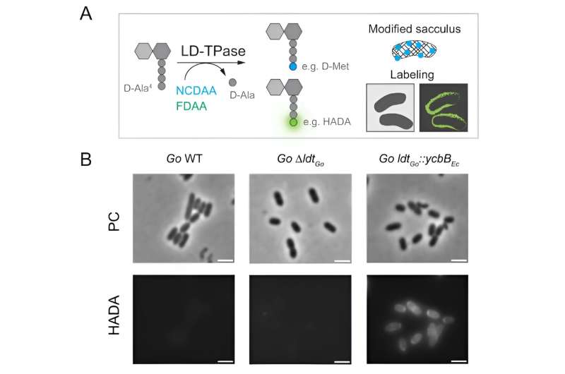 A Scheme of the amino acid exchange reaction performed by LD3,3-TPases with non-canonical (NCDAA. e.g., D-Met) and Fluorescent (FDAA, e.g., HADA) D-amino acids. B Phase contrast (PC) and fluorescence microscopy of G. oxydans wild-type, ΔldtGo mutant and ldtGo::ycbBEc allelic exchange cells labeled with HADA. Credit: Nature Communications (2024). DOI: 10.1038/s41467-024-45620-5 Discovery about bacterial cell walls can lead to new antibiotics