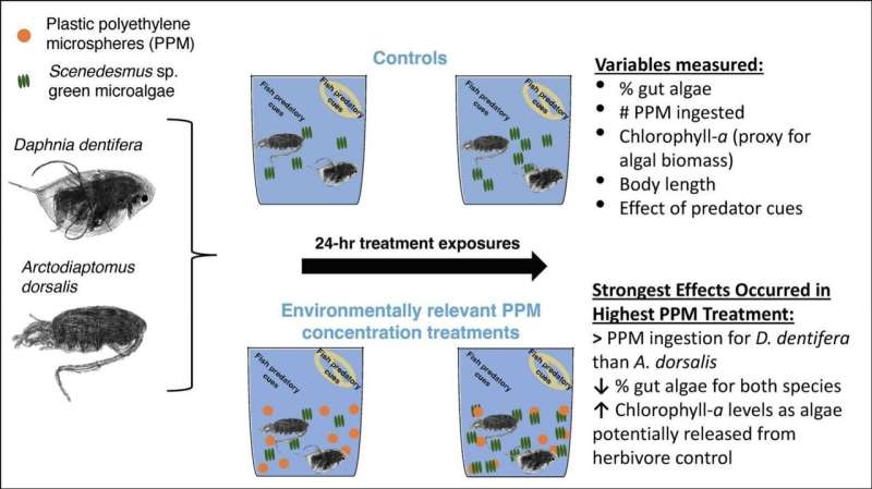 Graphical abstract. Credit: Science of The Total Environment (2023). DOI: 10.1016/j.scitotenv.2023.166691 Experiment shows biological interactions of microplastics in watery environment