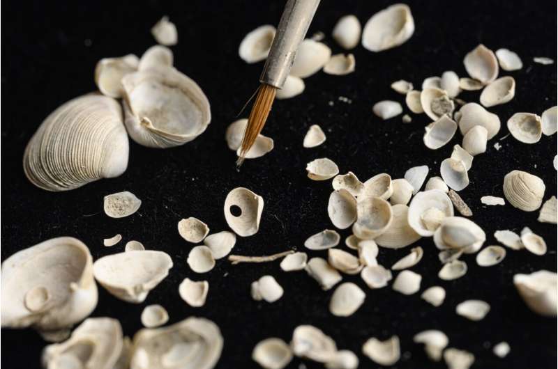 The drill holes found in shells show the clearest, most complete form of predator/prey interaction found in the fossil record. Credit: Florida Museum / Kristen Grace Fossils from the Adriatic Sea show a recent and worrying reversal of fortunes