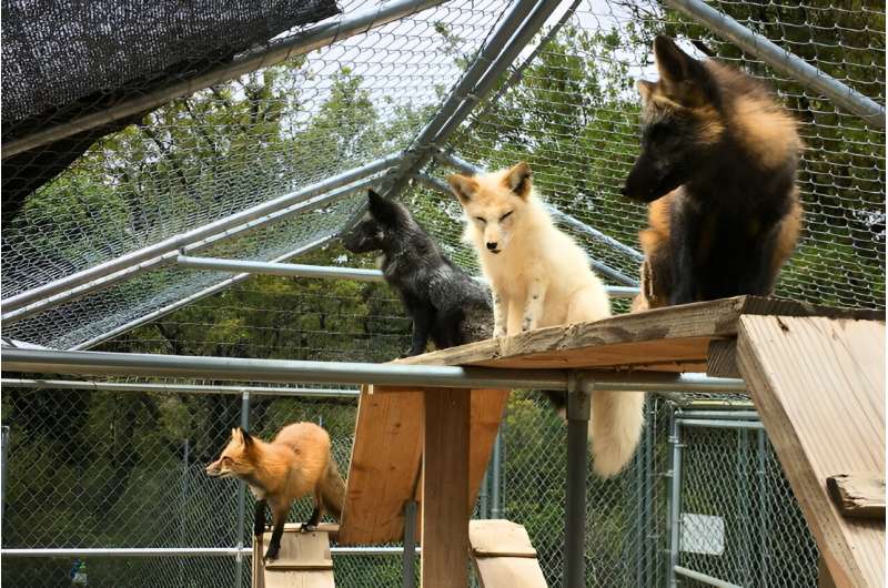 Credit: Anna Kukekova, University of Illinois Urbana-Champaign Genetic patterns of world's farmed, domesticated foxes revealed via historical deep-dive