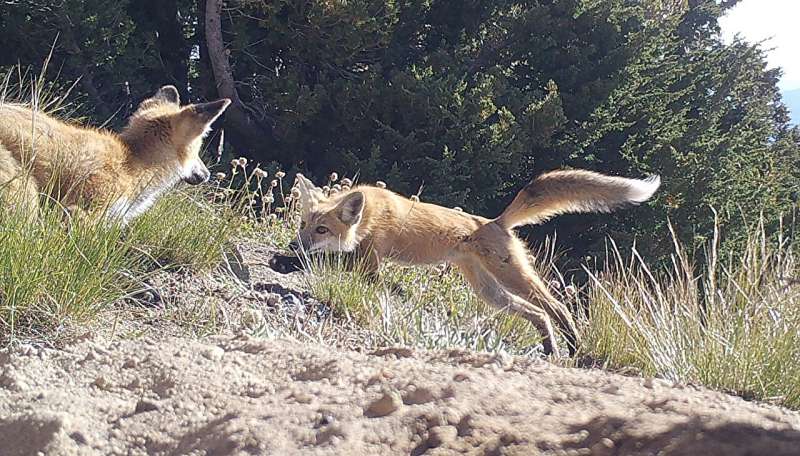 Genetic rescue for rare red foxes?