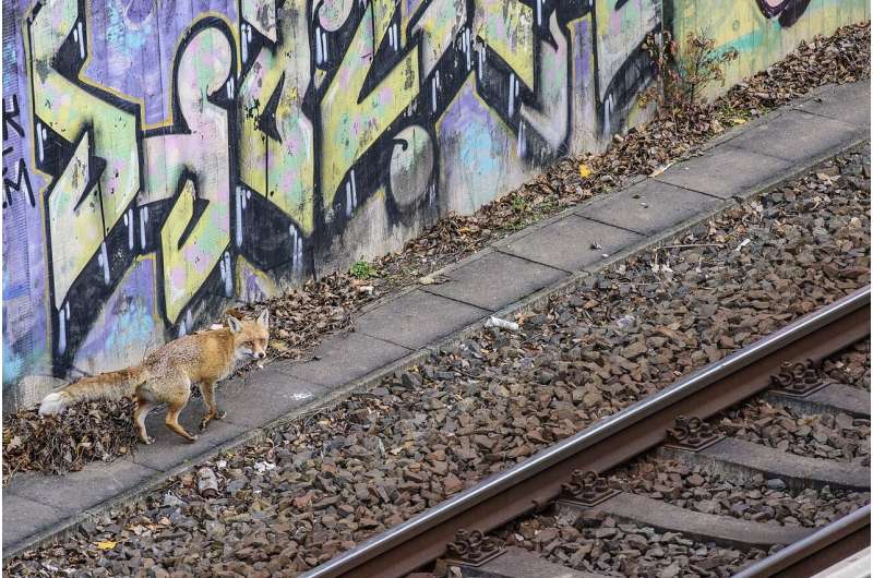 City fox on a railway in Berlin. Credit: Jon Andoni Juarez Garcia Genetics reveal behavioural and physical barriers between urban and rural red foxes in and around berlin