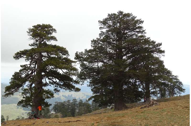 Members of the research team collected tree ring samples at various locations in Europe, including the Balkan region. Credit: Valerie Trouet Harvests, wildfires, epidemics: How the jet stream has shaped extreme weather in Europe for centuries