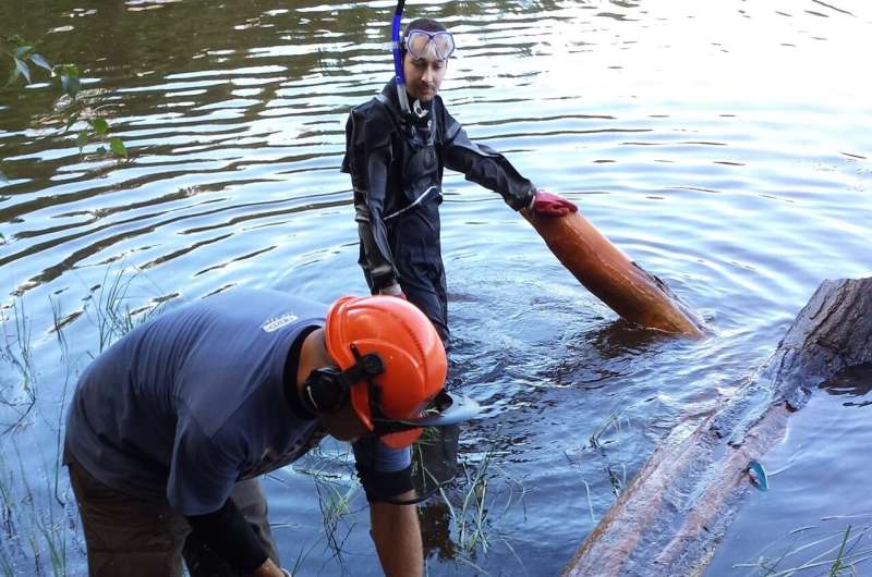 In Scotland, where virtually no living trees going back many hundreds of years are left, the team collected subfossil wood from lake bottoms for dendrochronological analysis in the lab. Credit: Valerie Trouet Harvests, wildfires, epidemics: How the jet stream has shaped extreme weather in Europe for centuries