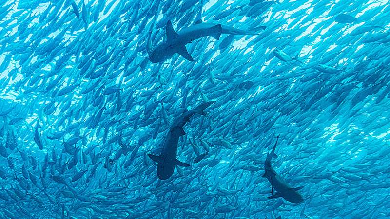 In hot water and beyond: Marine extremes escalate