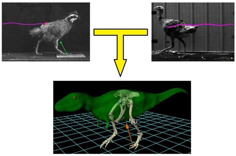 Locomotion of bipedal dinosaurs might be predicted from that of ground-running birds