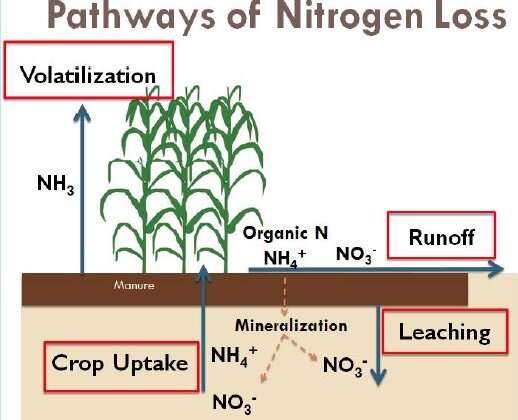 Dairy farmers in the Northeast can improve water quality and boost the profitability of their operations by changing the timing and method of applying manure to their fields in the fall, along with planting rye as a cover crop between corn crops -- or by double-cropping rye and corn, according to Penn State researchers. Credit: Penn State Manure application changes with winter crop can cut nitrogen loss, boost profits