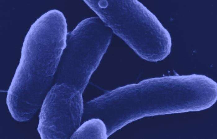Microbes – Carbon to chemicals