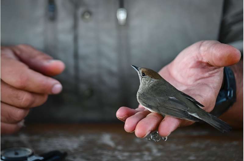 Migratory birds offer valuable clues about how a warming planet is affecting wildlife. Migratory birds offer valuable clues about how a warming planet is affecting wildlife