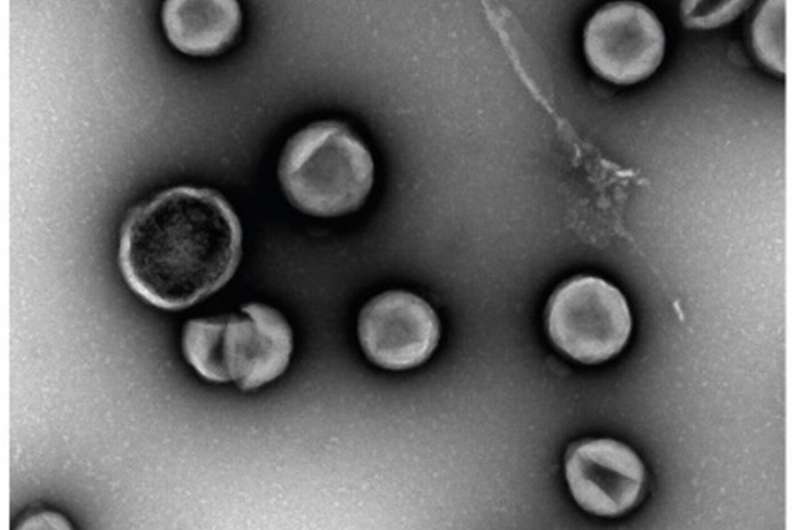 Modified nano-sized cell particles boost cancer immunotherapy, reduce side effects: NUS Medicine study