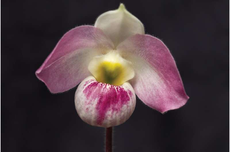 Paphiopedilum vietnamense an orchid naturally occurring in Vietnam. Credit: San Diego Zoo, San Diego Zoo Safari Park. New research offers fresh hope to curb illegal orchid trafficking in Vietnam