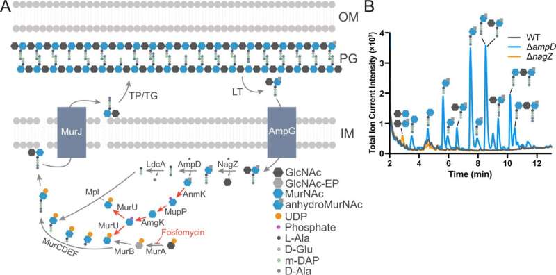 A. tumefaciens recycles muropeptides. A Schematic diagram of PG recycling pathway in E. coli. Pseudomonas MurNAc recycling pathway depicted with red arrows. EP enolpyruvate, TP transpeptidase, TG transglycosylase, LT lytic transglycosylase, OM outer membrane, PG peptidoglycan, IM inner membrane. * AmpD and NagZ activities are promiscuous: AmpD can act on muropeptides with or without GlcNAc, and NagZ can act on disaccharides with or without peptide chain7. B Total Ion Current (TIC) chromatogram showing soluble PG fragments that accumulate in the cytoplasm of A. tumefaciens WT, ΔampD and ΔnagZ strains detected using LC-MS. Credit: Nature Communications (2022). DOI: 10.1038/s41467-022-35607-5 New transporter for recycling of bacterial cell wall found
