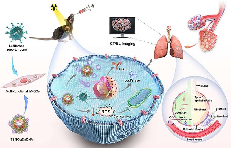 Novel approach provides visualized idiopathic pulmonary fibrosis therapy by transplanting engineered mesenchymal stem cells