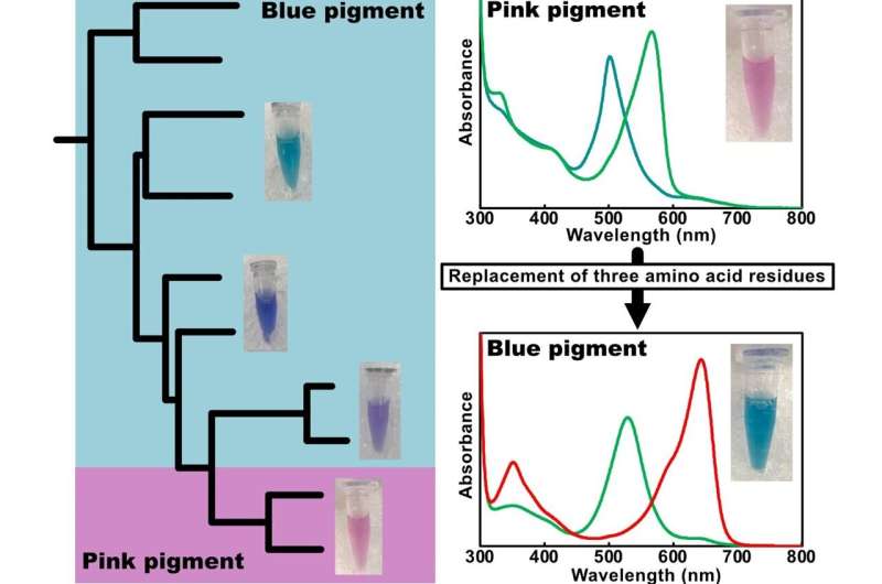 Molecular plasticity of cyanobacteriochromes. (left) Scientists have discovered a new CBCR binding PVB (pink) in a family of photoreceptors usually binding PCB (blue). (right) The new CBCR binding PVB (pink) can switch between two differently absorbing states (two curves), giving it sensitivity to green and teal light (top). When three amino acid residues are modified in the CBCR, PVB is isomerized to PCB (blue), changing the nature of the absorbing states completely. Credit: Tokyo Metropolitan University Novel photoreceptor sheds light on how cyanobacteria see color
