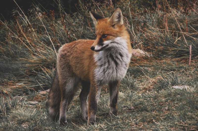 red fox